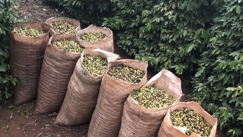 Sacas de juta cheias de café recém-colhido, enfileiradas na lavoura