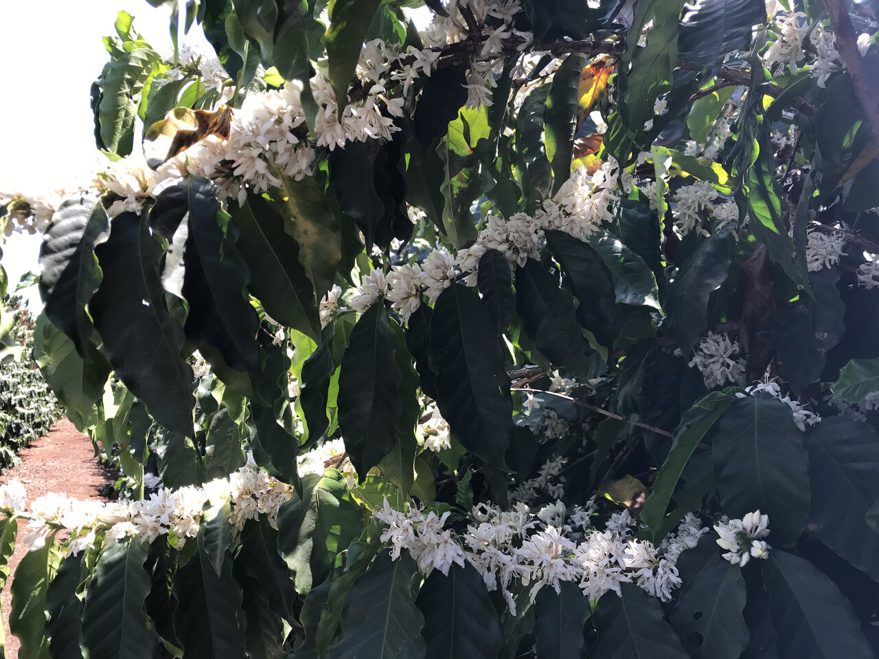 Galho de café carregado de flor branca