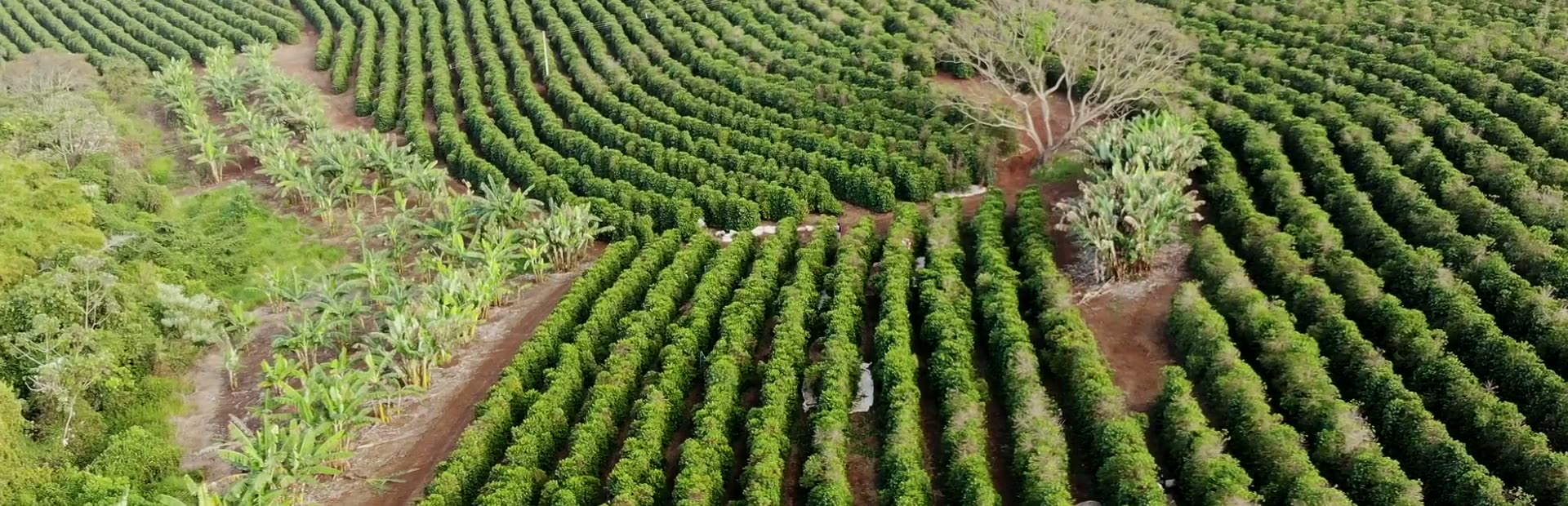 Sobrevoo da lavoura, das curvas de nível às ruas no horizonte