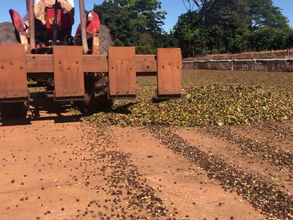 O rastelo revolvendo o café